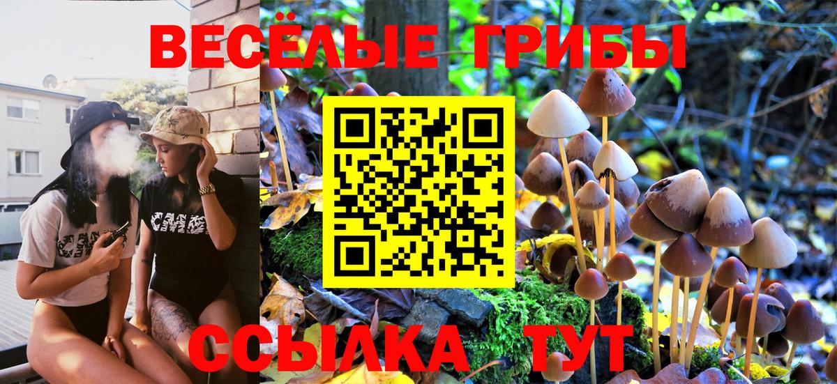 Галлюциногенные грибы Psilocybe Дятьково